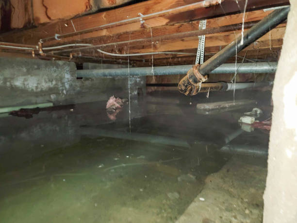 Best Mold removal after water damage  in Redington Beach, FL